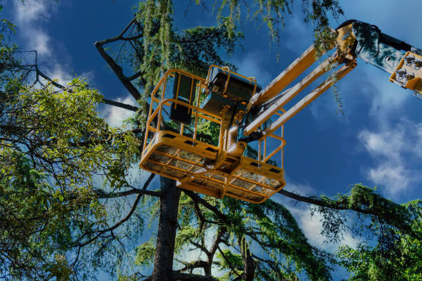 How Our Tree Care Process Works  in  French Camp, CA