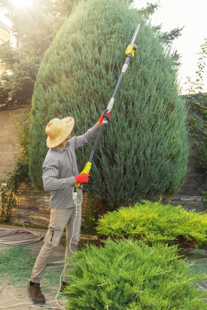 Best Lawn Watering Services  in French Mp, CA