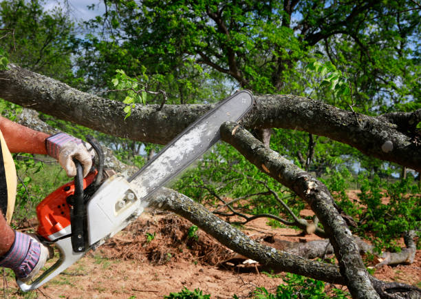 Best Storm Damage Tree Cleanup  in French Mp, CA